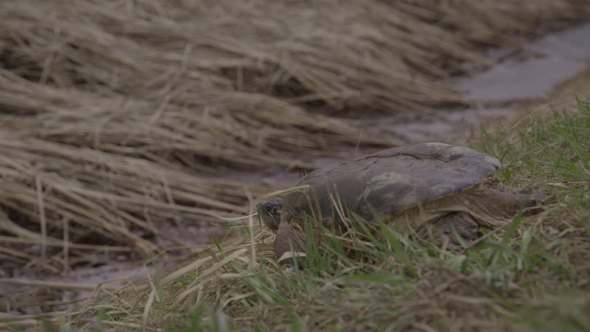 Snapping turtle on the edge of a creek