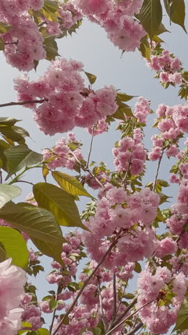 Vertical video, Branches of flowering Japanese cherry, Prunus serrulata covered with pink double flowers sway in wind on crown of tree, downward movement between branches of tree, Backlight 