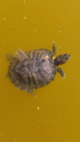 Vertical video, Aerial view of Pond Slider swims on water surface on sunny day, turtle molting, shell scales peeling off. Pond Slider or Red-eared Slider Turtle (Trachemys scripta)