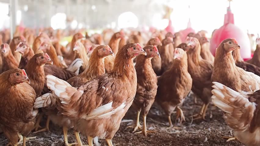 A lot of brown chicken in chicken farm