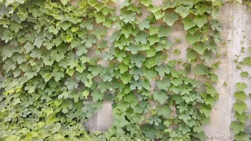 Luffa aegyptiaca or sponge gourd vine plant leaves in the house wall background. close up 