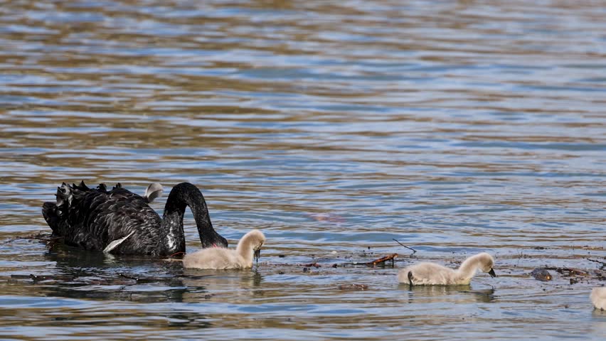 A black swan guides its cygnets across a serene lake in Glenorchy, New Zealand. Natural lighting enhances the tranquil scene