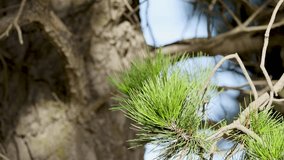 Close-up of Austrian pine branches swaying in the wind, showcasing long needles and cones against a clear sky - Powered by Shutterstock - Get 15% off with code: PIKWIZARD15