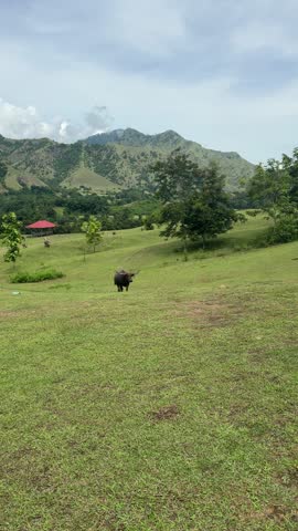 a black bull in Toraja