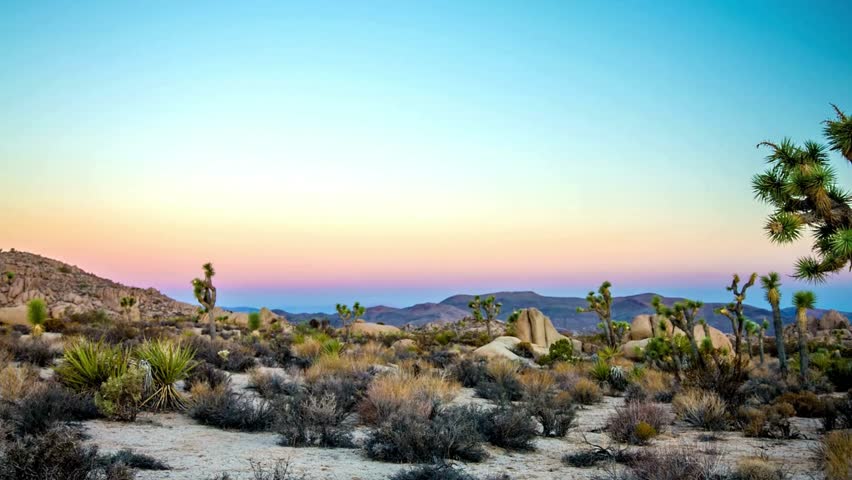 Mojave Desert Landscape at Sunset, Joshua Trees and Rocks