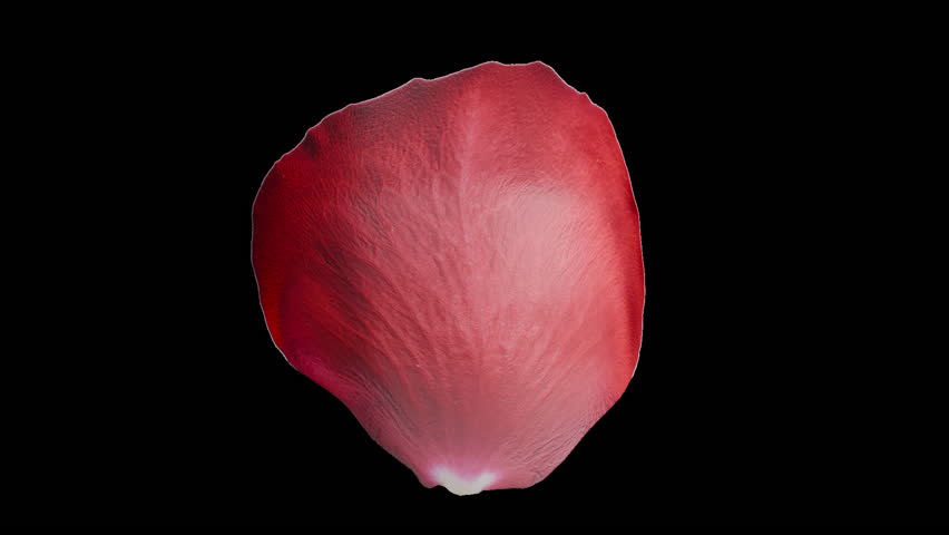 Rose petal looped rotation animation with alpha channel transparent background