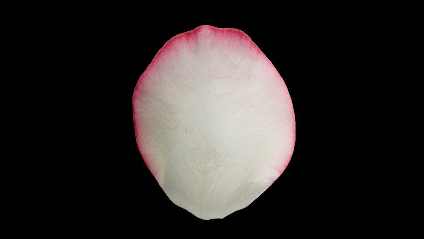 Rose petal looped rotation animation with alpha channel transparent background