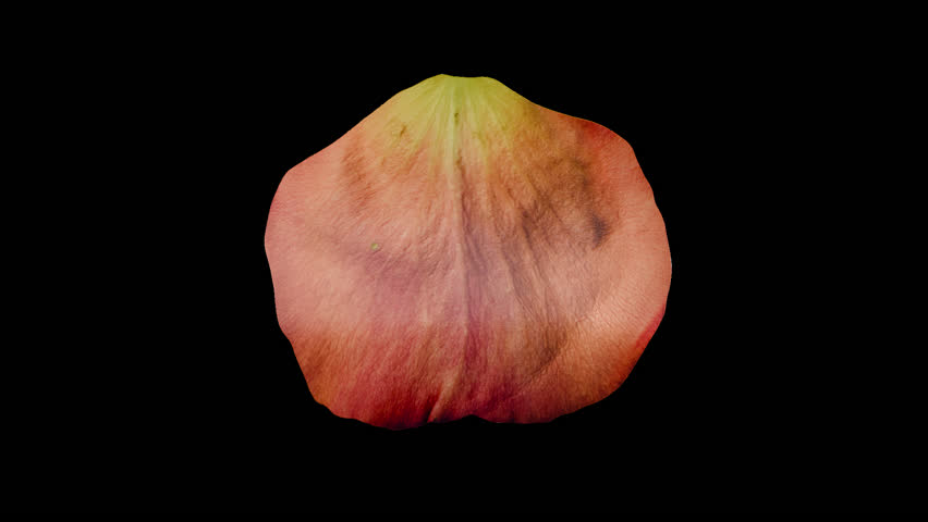 Rose petal looped rotation animation with alpha channel transparent background