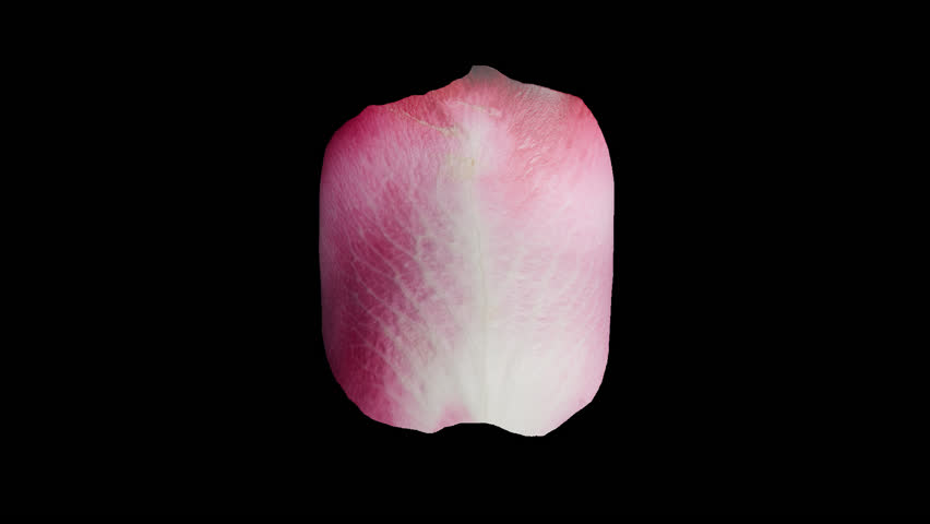 Rose petal looped rotation animation with alpha channel transparent background