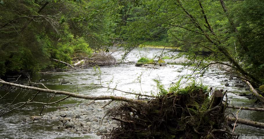 Indian river, Sitka National Historical Park, Alaska.Indian River is a large salmon-spawning stream.