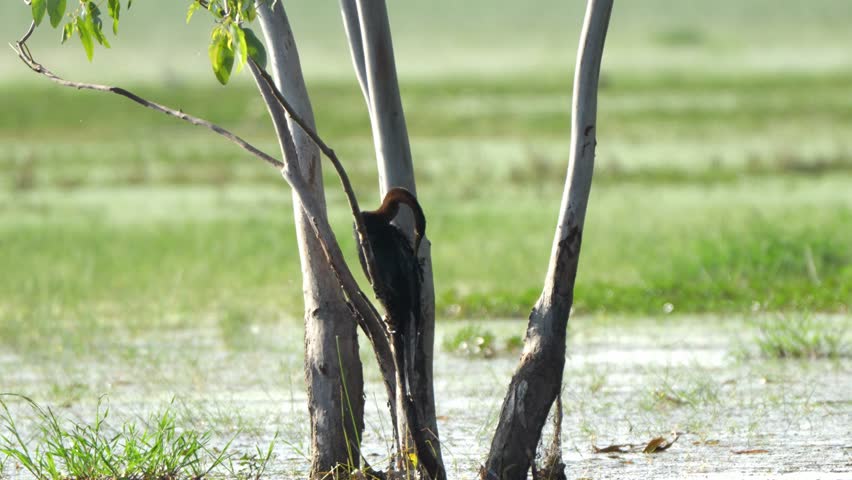 Birds wait for food and rest on branches.