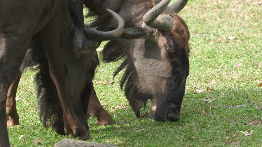 Footage of an Wildebeest or Connochaetes taurinus eating grass from the ground in a zoo environment.
