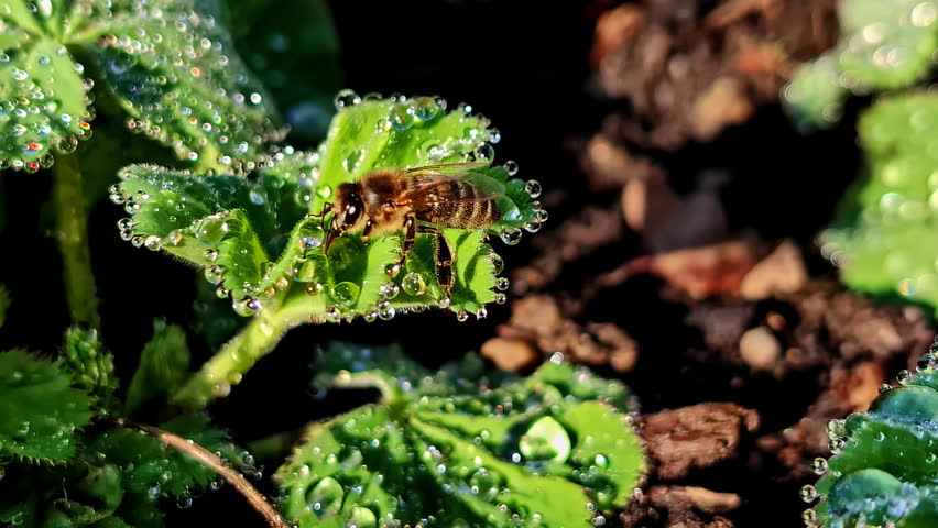 Closeup of a bee pollinating drinking water from leaves of garden geranium plant