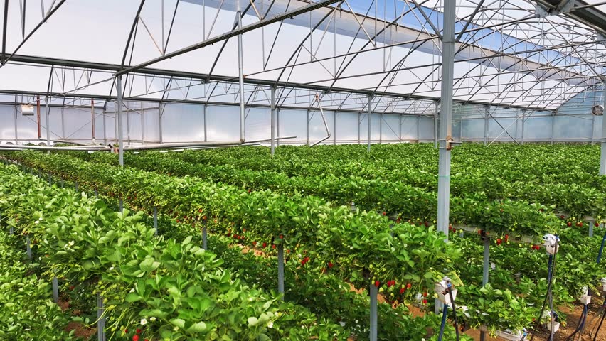 Strawberries in a strawberry greenhouse - High-quality image of strawberries, hydroponic farming strawberries