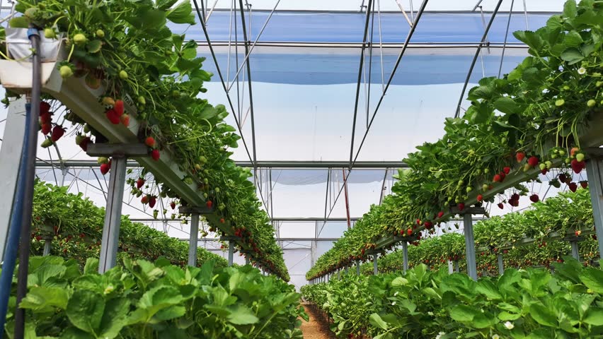 Strawberries in a strawberry greenhouse - High-quality image of strawberries, hydroponic farming strawberries