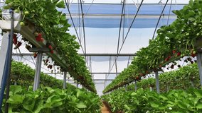 Strawberries in a strawberry greenhouse - High-quality image of strawberries, hydroponic farming strawberries - Powered by Shutterstock - Get 15% off with code: PIKWIZARD15