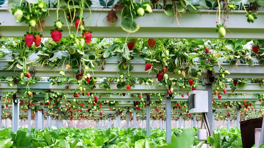 Strawberries in a strawberry greenhouse - High-quality image of strawberries, hydroponic farming strawberries