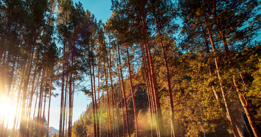 Mountain evergreen pine tree forest time lapse at the summer or autumn time. Wild nature, clear water and rural valley. Sun rays, small creek and yellow grass. Motorised dolly slider movement