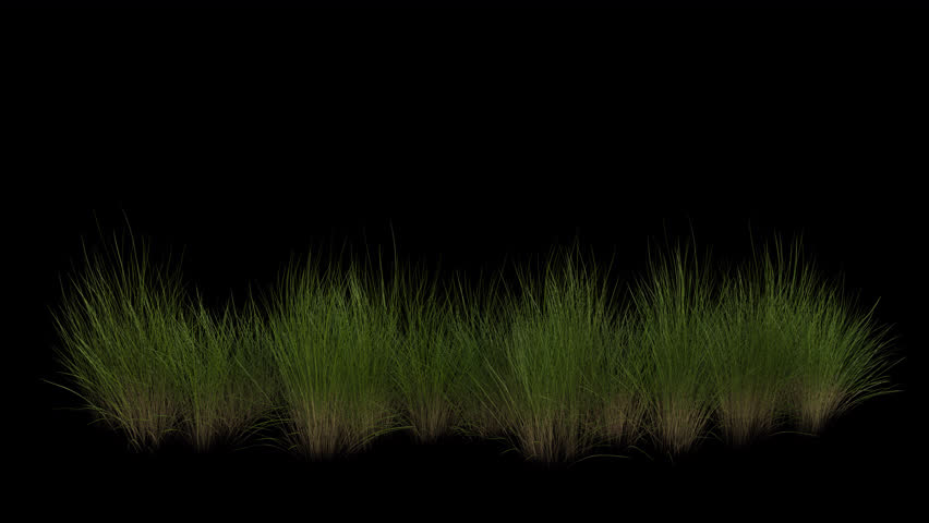 Decorative Dry Grass Field blowing in the wind Loop Animation. Wind blows the Dry Grass Field. Animated Grass swaying in the wind with Transparent Background. Alpha Channel. Loop Animation