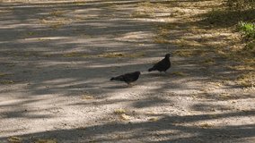 A video of two doves in a park walking at sunset. Sunset Serenade: Two Doves' Evening Journey
 - Powered by Shutterstock - Get 15% off with code: PIKWIZARD15