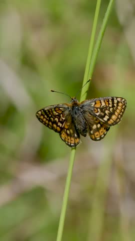 Marsh Fritillary Butterfly. Wings Open.