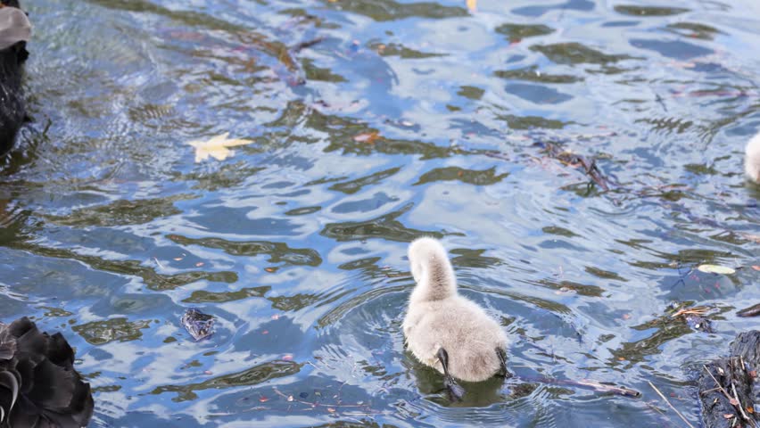 Black swans and a cygnet swim in a serene lake, captured in natural daylight. The scene conveys tranquility and familial bonding