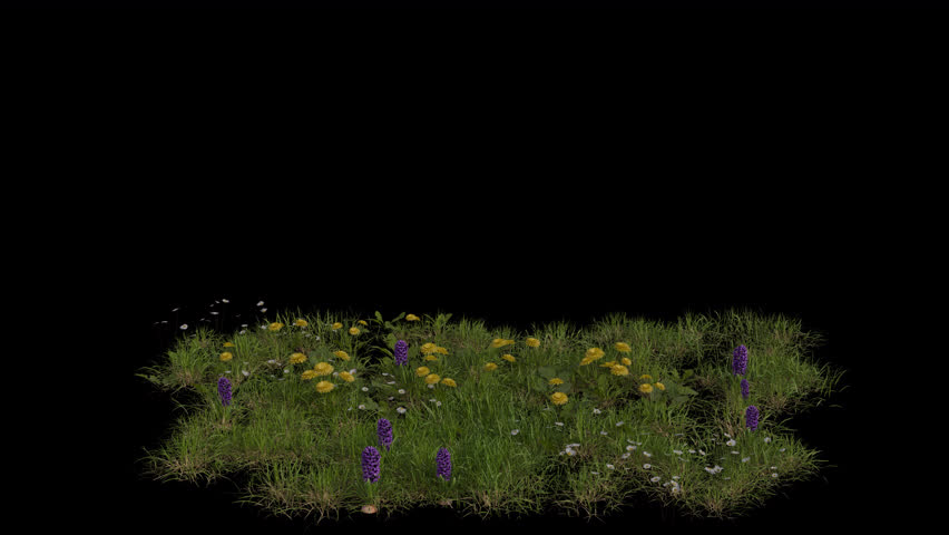 Flower Field blowing in the wind Loop Animation. Wind blows the Flowers and Grass Field. Animated Grass swaying in the wind with Transparent Background. Alpha Channel. Loop Animation