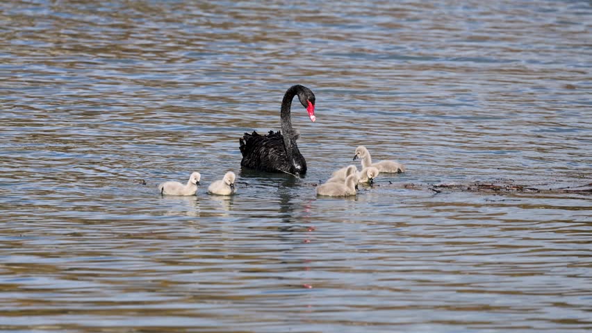 A black swan guides its cygnets across a serene lake in Glenorchy, New Zealand. Natural lighting enhances the peaceful scene
