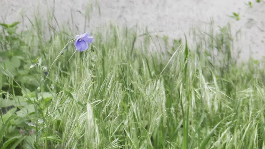 blue flax flower in the middle of green grass and ears, the beauty of nature