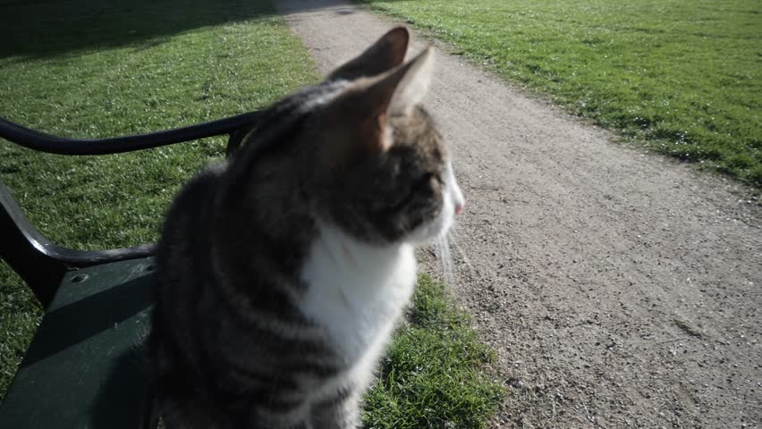 Cute, tabby cat sitting on bench in park on sunny day, head shot, close up