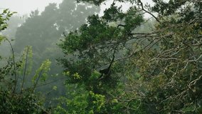 Two spider monkeys climb and swing on high tree branches amid the foggy rainforest of Tikal, Guatemala. - Powered by Shutterstock - Get 15% off with code: PIKWIZARD15