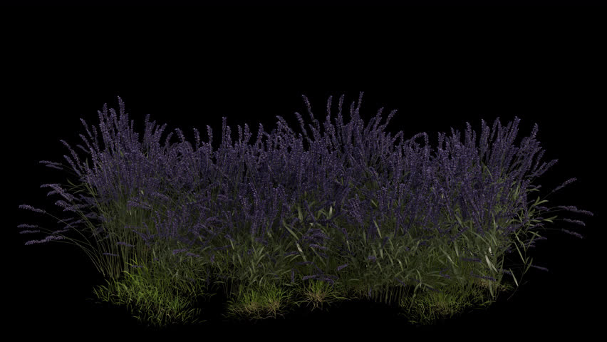 Flower Field blowing in the wind Loop Animation. Wind blows the Flowers and Grass Field. Animated Grass swaying in the wind with Transparent Background. Alpha Channel. Loop Animation