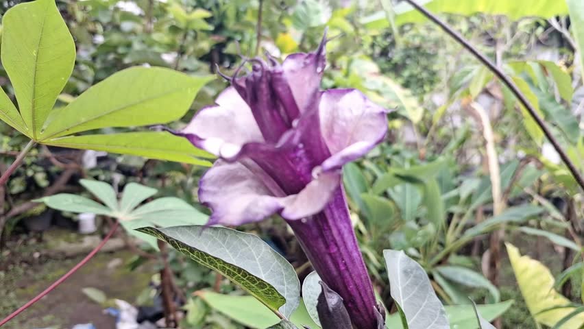 Purple datura flower. They are flowers from the Datura plant, also known by other names such as angel