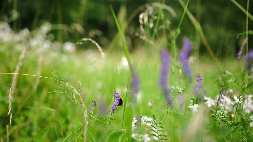Bumblebee Flying Over A Summer Meadow With Green Grass And Flowers