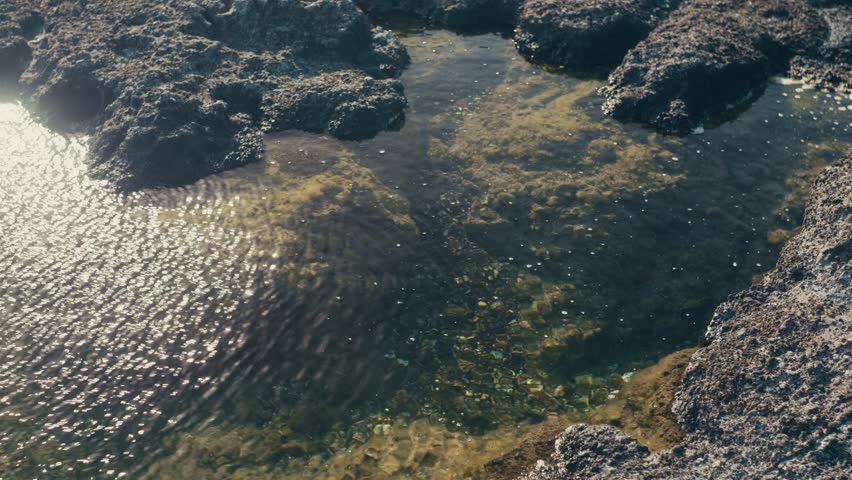 Sunny Tide Pool Ecosystem – Detailed shot of vibrant underwater textures on a warm summer day in Japan.