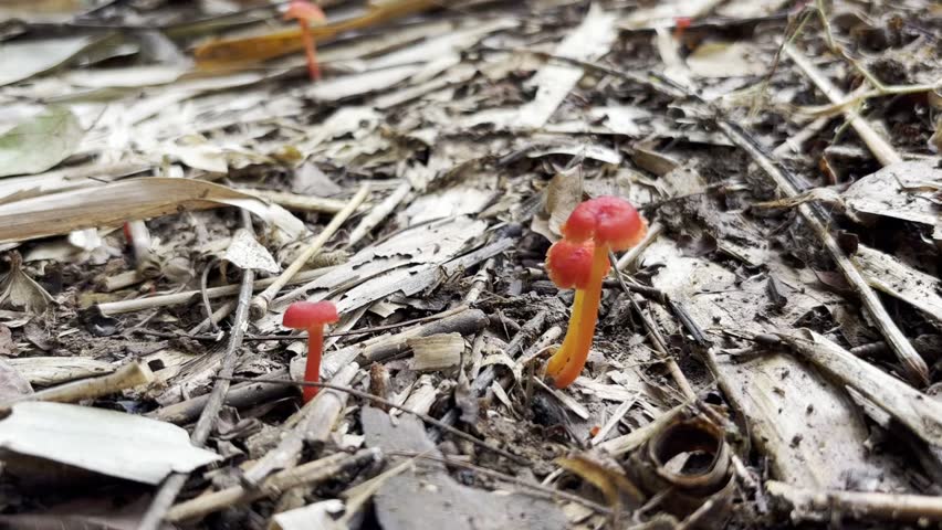 video of wood mushroom growth which is very beautiful and pretty looks very fertile and colorful