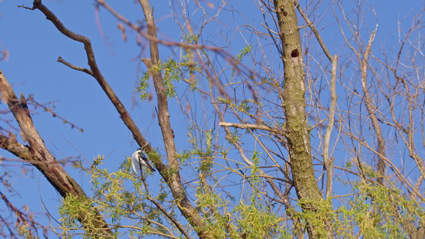 Purple martin flying swan feather up to nest in slow motion