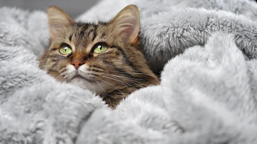 Cute tabby cat lies wrapped in a blanket. Concept of adorable pets.
