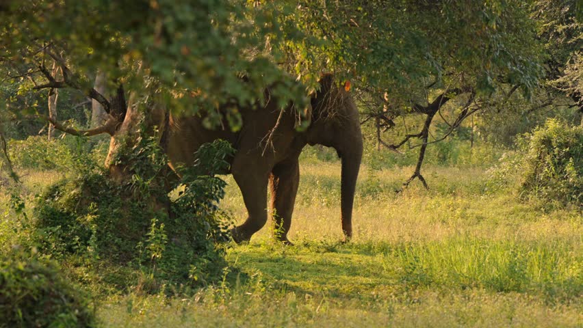 A powerful portrait of an Asian male elephant roaming freely in Miyamina Park, Sri Lanka.