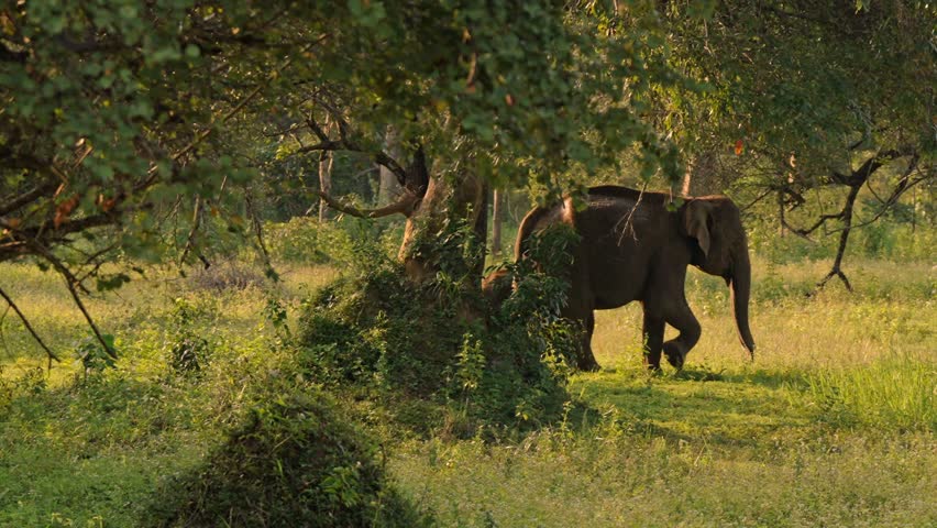A tender moment captured between an Asian mother elephant and her calf in Miyamina Park, Sri Lanka.