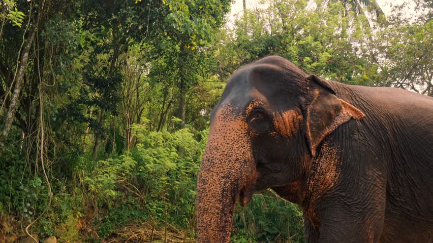 An Asian elephant walking gracefully through the dense jungle of Sri Lanka.