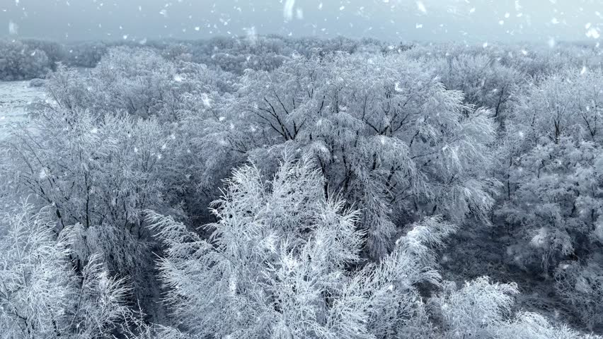 Aerial winter trees shot with snow falling from the sky. Winter landscape covered in snow with frost-laden trees in serene forest setting during gentle snowfall