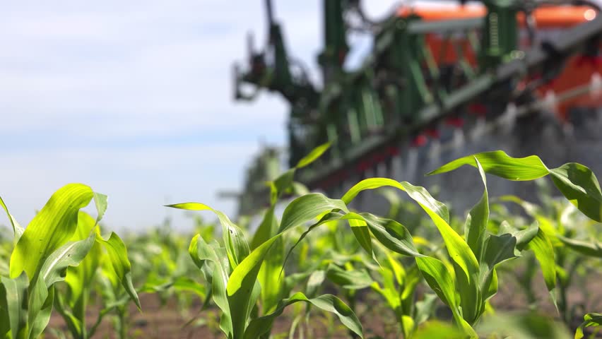 Spraying corn against weeds. Crop sprayer working on a corn field, slow motion. Spring day landscape, rural scene. The tractor and the sprayer protect the corn from weeds to the increase crop yield