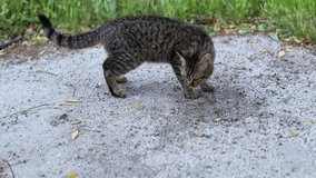 Close-up 4K shot of a curious tabby cat sniffing the ground in a natural park setting. Perfect for pet, wildlife, or behavioral content. Clean bokeh, calm daylight. - Powered by Shutterstock - Get 15% off with code: PIKWIZARD15