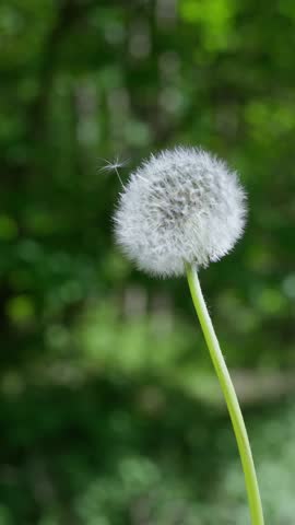 The Delicate Dandelion Seed Head Blowing Gently in the Soft, Refreshing Breeze Outside in Nature