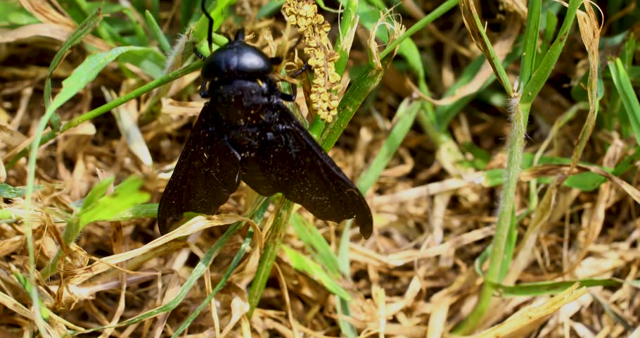 Macro video of Black Horse Fly (Tabanus atratus)