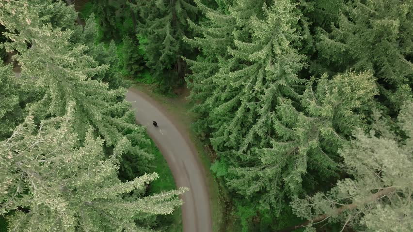 A lone figure walking along a forest path, surrounded by tall trees, captured from above by a drone — a peaceful moment of solitude in nature.