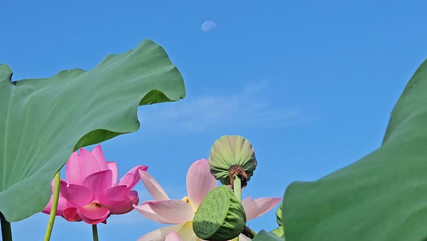 Lotus flowers at Jochiwon Lotus Park, taken on a sunny day  조치원 연꽃 韓國荷花