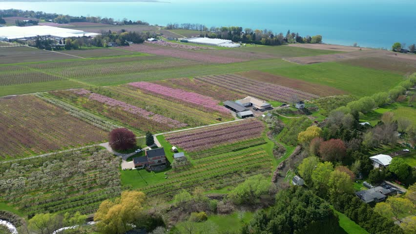 Aerial moving forward over Orchards and farmland in Niagara-on-the-Lake, Ontario, Canada towards Lake Ontario. Wine country and various agriculture during early spring.