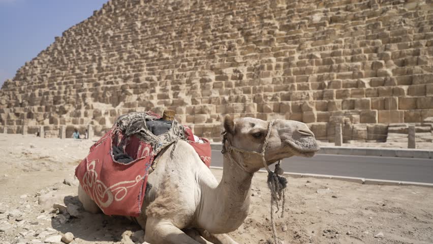 View of camel (Camelus) with the Great Pyramid of Giza in the background, Giza, Cairo, Egypt, Africa